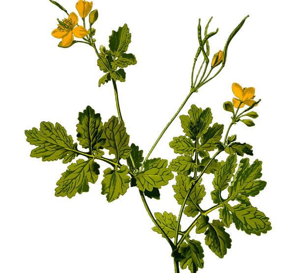 билка за облекчаване на болката в тестисите при мъжете